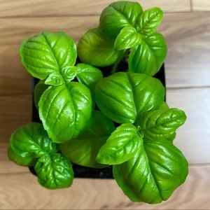 Meet your Posher, Cecelia